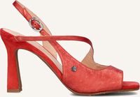 Rode FLORIS VAN BOMMEL  SFW-90065 Rode FLORIS VAN BOMMEL  SFW-90065 - medium