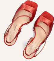 Rode FLORIS VAN BOMMEL  SFW-90065 Rode FLORIS VAN BOMMEL  SFW-90065 - medium