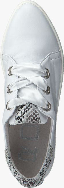 ROBERTO D'ANGELO Chaussures à lacets 605 en blanc  - large